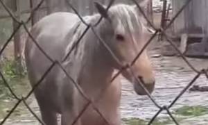 Σκληρό βίντεο: Γι΄ αυτό έκλεισε ο μοναδικός ζωολογικός κήπος της Αλβανίας