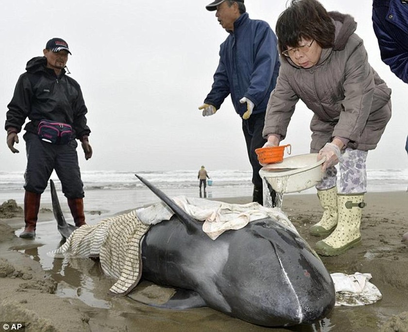 Νεκρά 146 δελφίνια στις ιαπωνικές ακτές (video & pics)   
