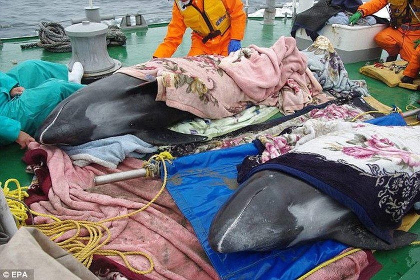 Νεκρά 146 δελφίνια στις ιαπωνικές ακτές (video & pics)   