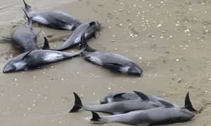 Νεκρά 146 δελφίνια στις ιαπωνικές ακτές (video & pics)