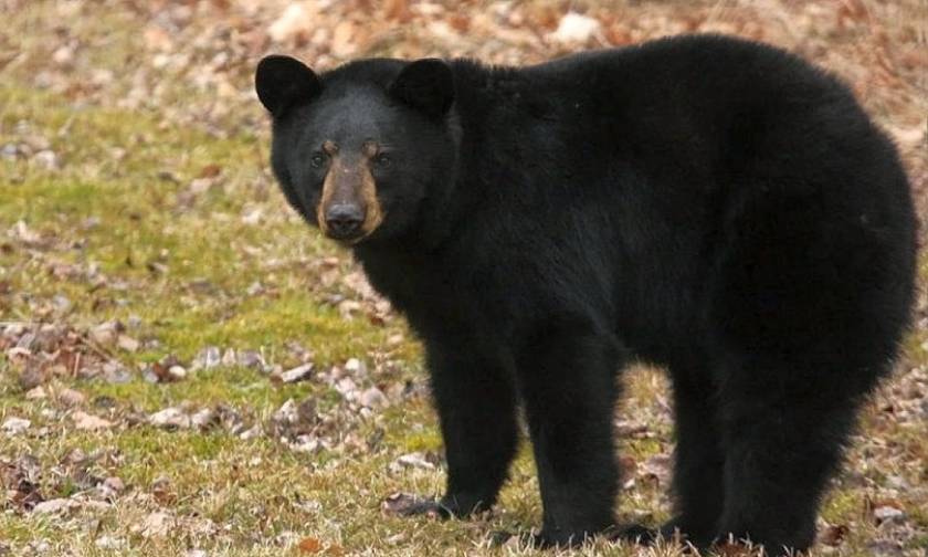 Σέρρες: Επίθεση μαύρης αρκούδας σε μαντρί