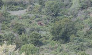 Κοζάνη: Απελευθέρωσαν αρκούδα που είχε πιαστεί σε παγίδα (video)