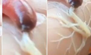 Σπάνιο θαλάσσιο σκουλήκι… spiderman εντοπίστηκε στην Ταϋλάνδη! (video)