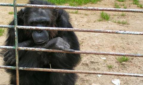 Ισπανία: Αντιδράσεις οργανώσεων για τη δολοφονία χιμπατζή από αστυνομικούς