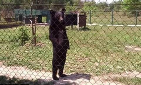 Σάλος με την αρκούδα που περπατά σαν άνθρωπος! (video)
