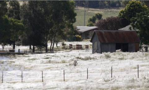 Αυστραλία: Έβρεξε αράχνες, πολλές αράχνες όμως!