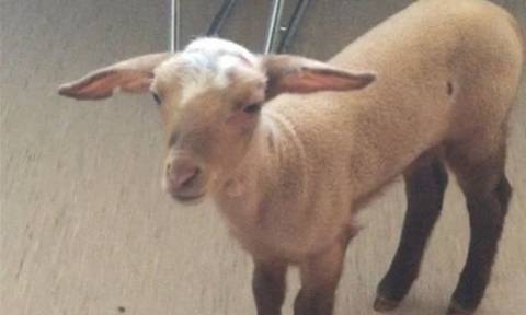 Αν είναι δυνατόν: Μπήκαν σε οίκο ανοχής και βρήκαν ένα... πρόβατο