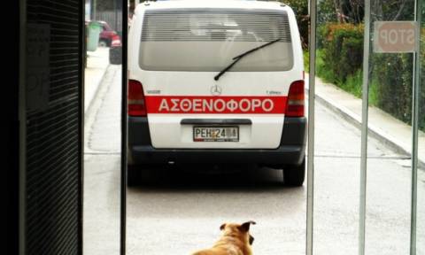 Θεσσαλονίκη: Σκύλος επιτέθηκε και τραυμάτισε κοριτσάκι