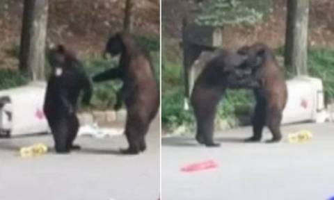 Επικό βίντεο: Αρκούδες τσακώνονται για ένα πιάτο… σκουπίδια!
