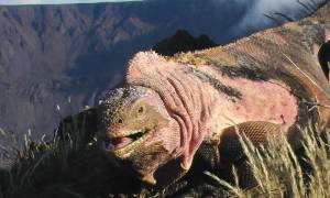 Γλύτωσαν από το ηφαίστειο τα ροζ ιγκουάνα των Γκαλαπάγκος