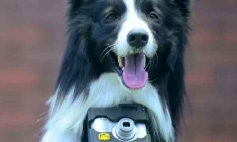 Σκύλος… φωτογράφος απαθανατίζει ό,τι τον ενθουσιάζει! (video)