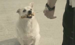 Τάισε έναν αδέσποτο σκύλο και αυτός του το ανταπέδωσε. Καμιά δεκαριά φορές (video)