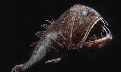 Αυτά τα απόκοσμα πλάσματα των ωκεανών θα στοιχειώσουν τους εφιάλτες σας! (photos)