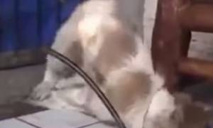 To βίντεο της φρίκης: Βασανίζει μέχρι θανάτου κουτάβι με… καμινέτο!