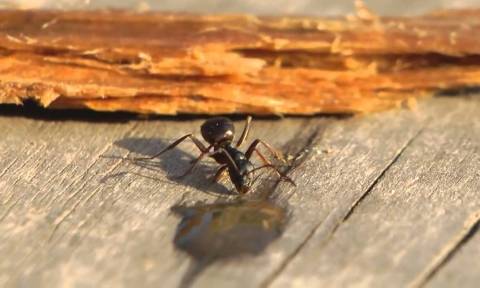Τι γίνεται αν ένα μυρμήγκι πιει… βότκα; (video)