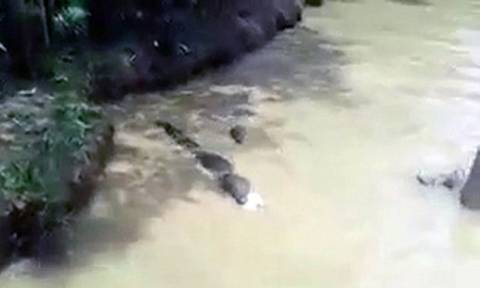 Κανιβαλισμός: Ταΐζουν κροκόδειλους με ζωντανές γάτες! (video & pics)