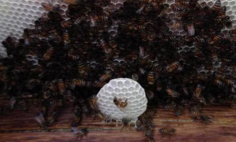 Αμερικανός μπήκε στο... μάτι χιλιάδων μελισσών αλλά επέζησε της επίθεσης