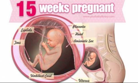 Εγκυμοσύνη ανά εβδομάδα: 15η εβδομάδα της κύησης!