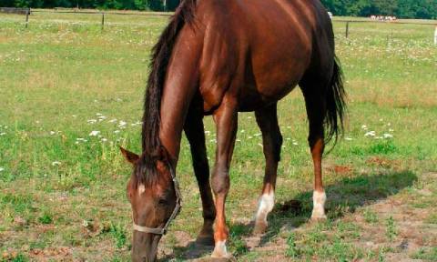 Ιωάννινα: Άγνωστοι ακρωτηρίασαν άλογο