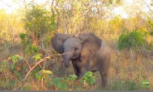 Το ελεφαντάκι που προσπαθεί να τρομάξει τους τουρίστες (video)