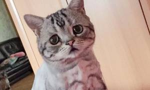 Αυτή είναι η Luhu και είναι η πιο λυπημένη γάτα στον κόσμο (video)