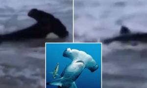 Πανικός στην παραλία: Σφυροκέφαλος καρχαρίας βγήκε στη στεριά! (video)
