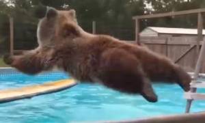 Η καλύτερη «μπόμπα» της Ιστορίας σε πισίνα έγινε από… αρκούδα! (video)