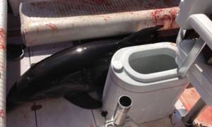 ΗΠΑ: Δελφίνι πήδηξε πάνω σε σκάφος και έσπασε τα πόδια γυναίκας! (video)