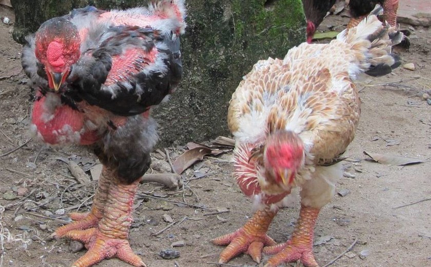 Κοτόπουλα… δράκοι που δεν θα ήθελες να συναντήσεις στο δρόμο σου (photos) 