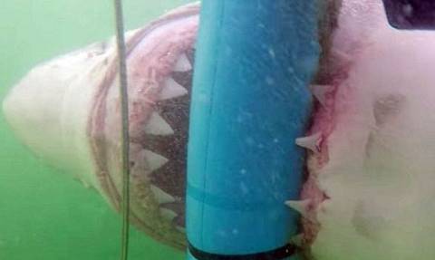 Ο απόλυτος τρόμος: Πεινασμένος καρχαρίας λυγίζει το κλουβί δυτών! (video)