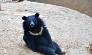 Σοκαρισμένος Κινέζος ανακαλύπτει ότι τα κουτάβια του ήταν… αρκούδες! (photos)