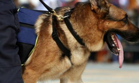 Κολομβία: Σκύλος-λαγωνικό εντόπισε 2,7 τόνους κοκαϊνης