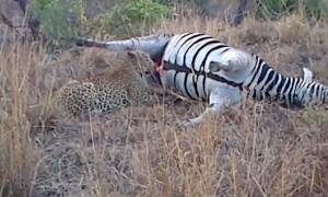 Η απρόσμενη εκδίκηση της νεκρής ζέβρας σε μια… λεοπάρδαλη! (video)
