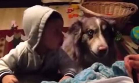 Πανέξυπνος σκύλος λέει την πρώτη του λέξη πριν από το μωράκι! (video)