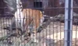 Τίγρη… ούρησε επισκέπτες ζωολογικού κήπου! (video)