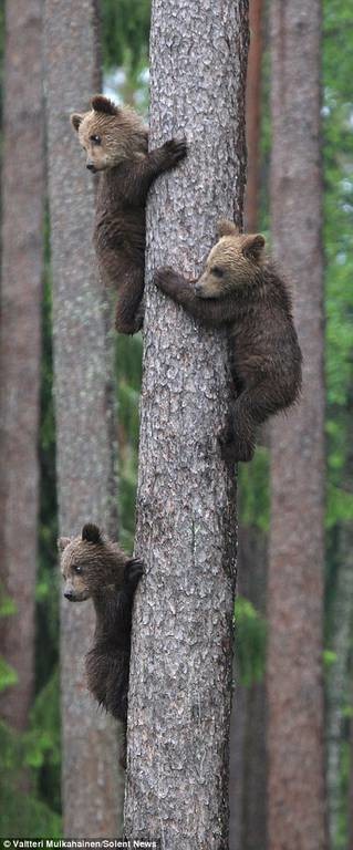 Αρκουδάκια σκαρφαλώνουν σε δέντρο για να σωθούν (photos)