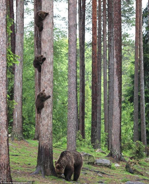 Αρκουδάκια σκαρφαλώνουν σε δέντρο για να σωθούν (photos)