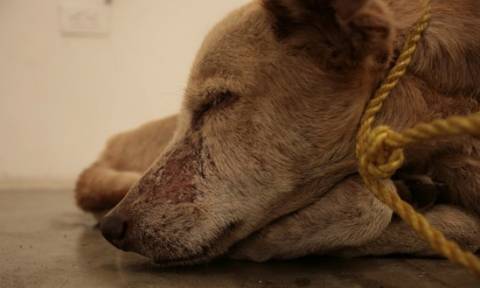 Αλεξανδρούπολη: Φυλάκιση και χρηματικό πρόστιμο σε 70χρονο για κακοποίηση σκύλου