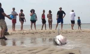 ΗΠΑ: Καλοί σαμαρίτες διέσωσαν καρχαρία (video)
