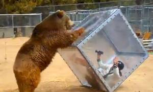 Τρομαγμένη γυναίκα έγινε παιχνίδι στα χέρια μιας… αρκούδας! (video)