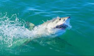 Φρίκη: Τον κατασπάραξε καρχαρίας μπροστά στα μάτια της κόρης του
