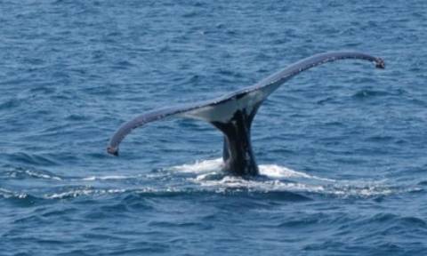 Καβάλα: Δελφίνια και φάλαινες εντοπίστηκαν στον κόλπο στο πλαίσιο των ερευνών για υδρογονάνθρακες