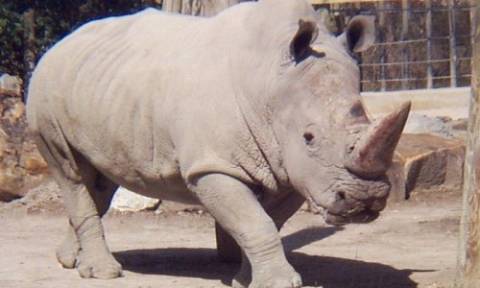Πέθανε ο ένας από τους πέντε εναπομείναντες λευκούς ρινόκερους στον πλανήτη
