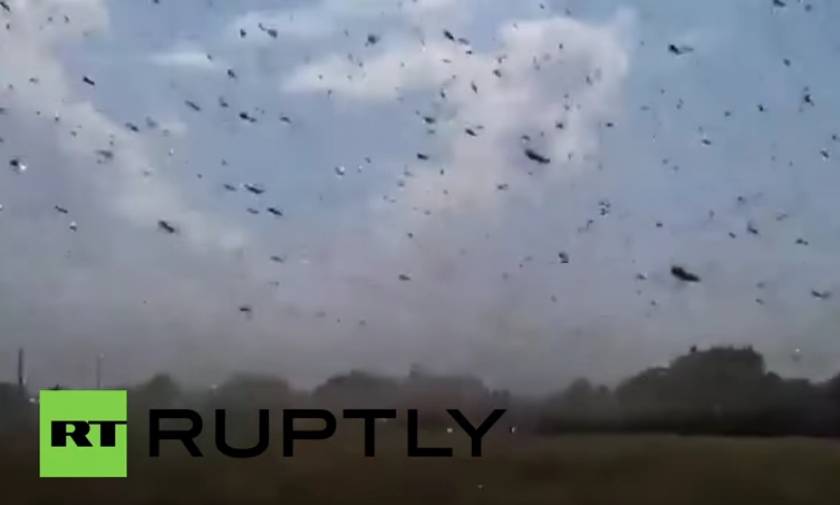 Σμήνη ακρίδων κατέκλυσαν τη Σταυρούπολη (video)