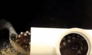 Η απίστευτη συμπεριφορά ενός χταποδιού σε μια γαρίδα λίγο πριν τη... φάει! (video)