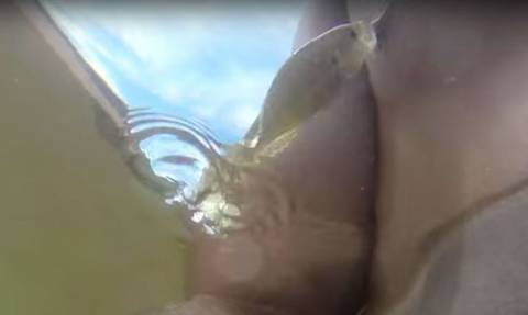 Πρωτοφανής επίθεση: Ψάρι έβαλε στόχο και του δάγκωσε τη… ρώγα! (video)