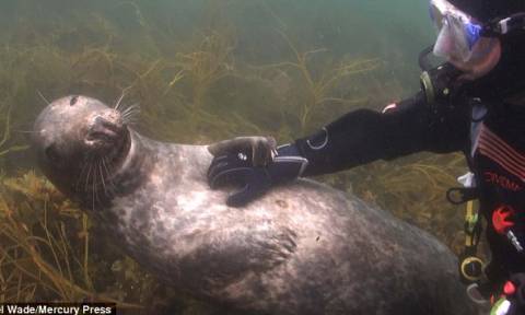 Σχέσεις… στοργής κάτω από το νερό: Δύτης και φώκια σε υποθαλάσσιο «φλερτ» (video)