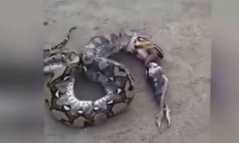 Λαίμαργο φίδι «ξέρασε» πέντε πουλιά! (video)