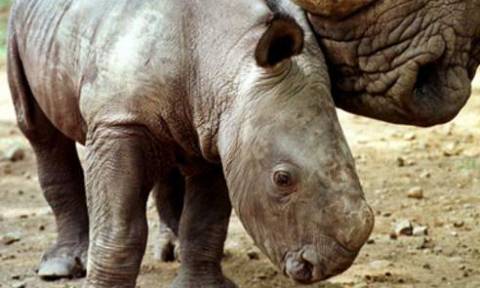 Τρία μωρά δίνουν ελπίδα για τους υπό εξαφάνιση ρινόκερους της Ιάβας (video)