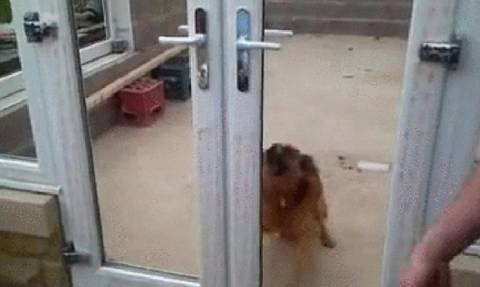 Ποτέ πριν μια μπαλκονόπορτα δεν είχε μπερδέψει τόσο έναν σκύλο! (video)